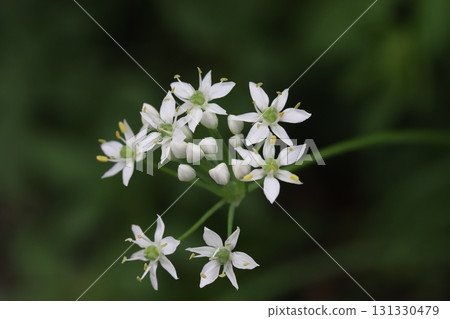 Small white chive flowers blooming in an autumn field 131330479