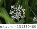 Small white chive flowers blooming in an autumn field 131330480