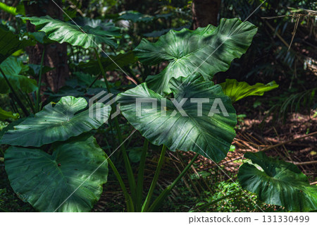 Okinawa Sefa Utaki: Green leaves in the sunlight filtering through the trees 131330499