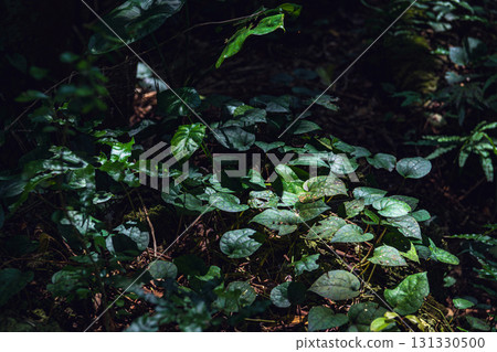 沖繩齋戒場禦岳:陽光透過樹葉灑落的綠葉 沖繩齋戒場禦岳:陽光透過樹葉灑落的綠葉 131330500