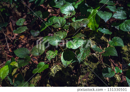 沖繩齋戒場禦岳：陽光透過樹葉灑落的綠葉 131330501