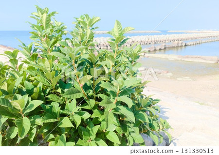 海濱鬱鬱蔥蔥的綠色植物和岩石 131330513