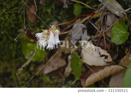 南海岩鏡 131330521