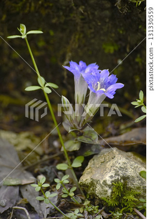 Haru Rindow 131330559