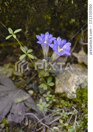 Haru Rindow Haru Rindow 131330560