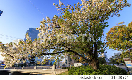 Cherry blossoms in Minato Mirai Cherry blossoms in Minato Mirai 131330575