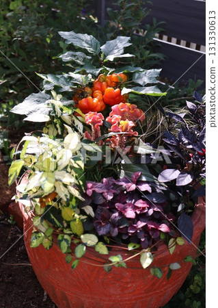 Group planting of autumn flowers Group planting of autumn flowers 131330613