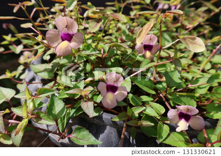 秋季盛開的藍豬耳葡萄乾花 秋季盛開的藍豬耳葡萄乾花 131330621