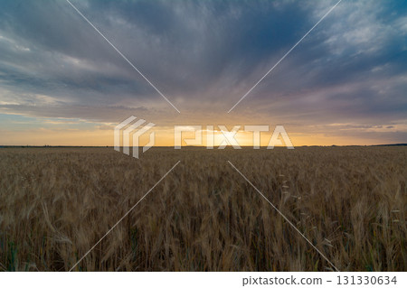 Golden Wheat Field at Sunrise with Vibrant Sky 131330634