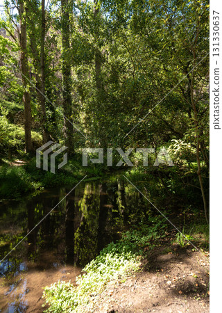Riverside Canopy: Majestic Trees Amid Lush Vegetation Reflecting in River Riverside Canopy: Majestic Trees Amid Lush Vegetation Reflecting in River 131330637