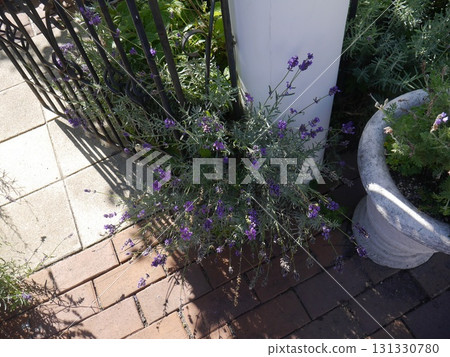花園裡盛開的薰衣草 131330780