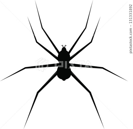 Silhouette of a spider with long, slender legs against a black background. Simple and dark. 131331892