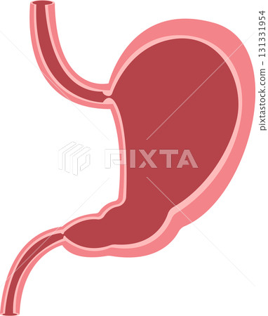 A visual depiction of the human stomach showing its anatomical structure and key components. A visual depiction of the human stomach showing its anatomical structure and key components. 131331954