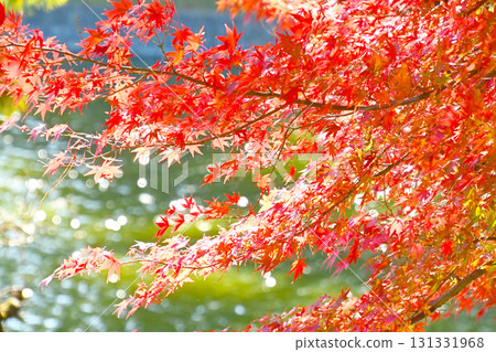 Sparkling water from a fountain and autumn leaves Sparkling water from a fountain and autumn leaves 131331968