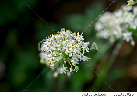 Bamboo flower Bamboo flower 131333029