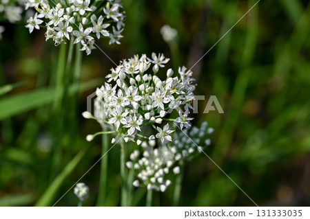 Bamboo flower 131333035