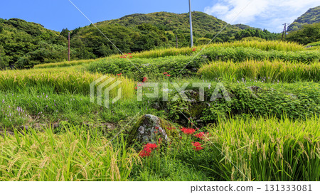 石部梯田的秋天 131333081