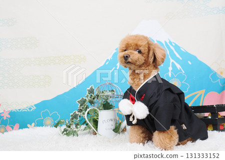 New Year's Toy Poodle 131333152