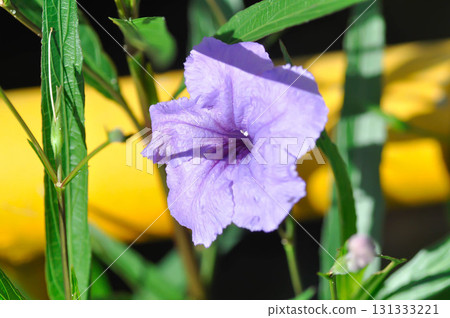 Hygrophila erecta, Purple petunia or Wild Petunia or Waterkanon, Watrakanu or Minnieroot or Iron root or purple flower Hygrophila erecta, Purple petunia or Wild Petunia or Waterkanon, Watrakanu or Minnieroot or Iron root or purple flower 131333221