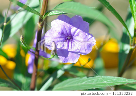 Hygrophila erecta, Purple petunia or Wild Petunia or Waterkanon, Watrakanu or Minnieroot or Iron root or purple flower 131333222