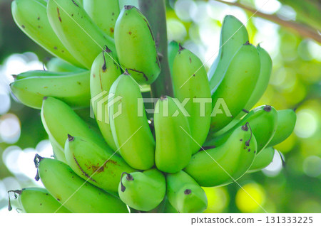 banana , Musa sapientum Linn or Kluai Khai or banana seed on the banana tree or Musaceae or Lady Finger or Pisang Mas 131333225