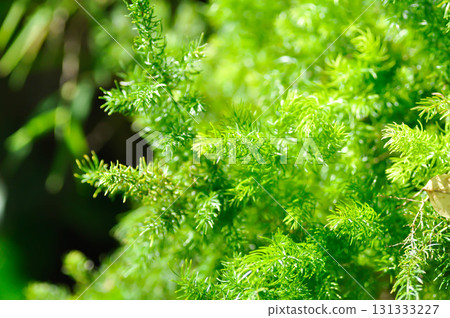 Asparagus densiflorus , ASPARAGACEAE or  Asparagus densiflorus Kunth Jessop or  Asparagus fern or fern 131333227