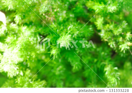 plant background or green background or Asparagus densiflorus , ASPARAGACEAE or  Asparagus densiflorus Kunth Jessop or  Asparagus fern or fern 131333228