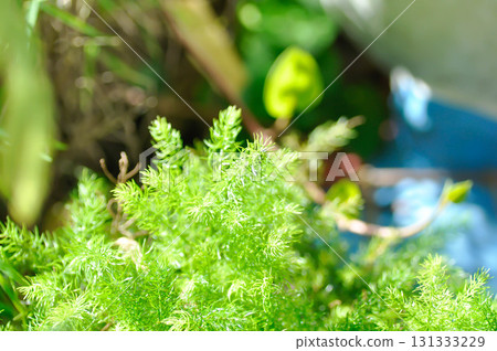 Asparagus densiflorus , ASPARAGACEAE or  Asparagus densiflorus Kunth Jessop or  Asparagus fern or fern 131333229