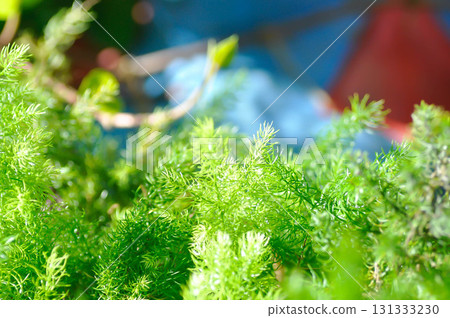 Asparagus densiflorus , ASPARAGACEAE or Asparagus densiflorus Kunth Jessop or Asparagus fern or fern Asparagus densiflorus , ASPARAGACEAE or Asparagus densiflorus Kunth Jessop or Asparagus fern or fern 131333230