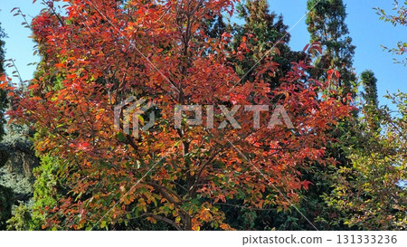 Autumn Trees, Fall Season Flora 131333236