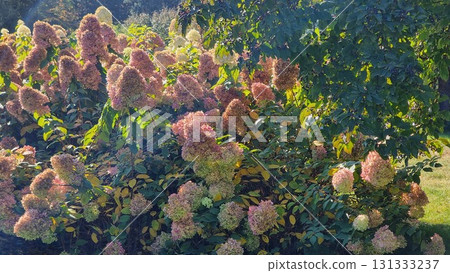 Autumn landscape with colorful flowers. Hydrangea paniculata. 131333237