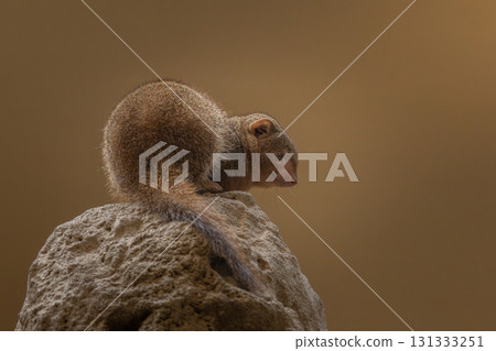 Alert dwarf mongoose South African animal 131333251