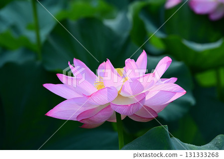 Purely blooming lotus flowers Purely blooming lotus flowers 131333268