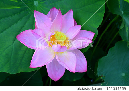 Purely blooming lotus flowers Purely blooming lotus flowers 131333269