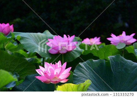 純淨綻放的蓮花 純淨綻放的蓮花 131333270