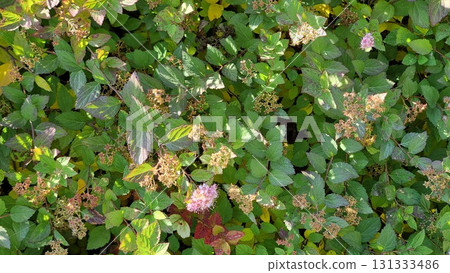 Spiraea japonica on an autumn flower bed. Beautiful botanical shot, natural wallpaper. Spiraea japonica on an autumn flower bed. Beautiful botanical shot, natural wallpaper. 131333486