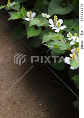 白色魚腥草花的背景，可用的複製空間，垂直 131333573