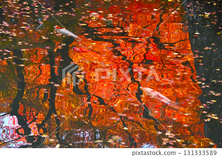 Nishikigoi carp swimming among the beautiful autumn leaves reflected on the water surface Nishikigoi carp swimming among the beautiful autumn leaves reflected on the water surface 131333589