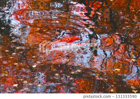 錦鯉在水面倒映的秋葉間游弋 131333590