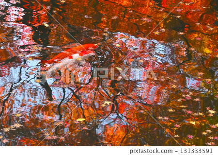 錦鯉在水面倒映的秋葉間游弋 131333591