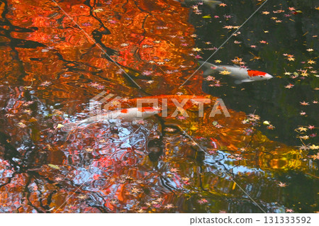錦鯉在水面倒映的秋葉間游弋 131333592