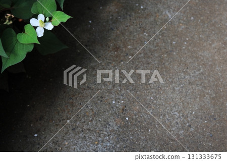 白色魚腥草花與複製空間 131333675