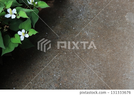 白色魚腥草花與複製空間 131333676