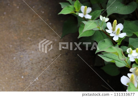 White Houttuynia cordata flowers with copy space 131333677
