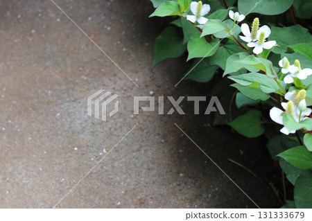 白色魚腥草花與複製空間 131333679