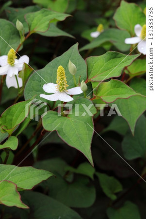 陰涼處盛開的白色魚腥草花(垂直) 陰涼處盛開的白色魚腥草花(垂直) 131333736