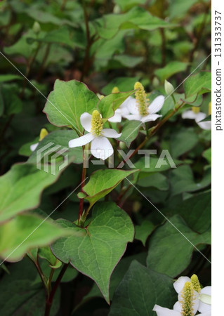 White Houttuynia cordata flowers blooming in the shade (vertical) White Houttuynia cordata flowers blooming in the shade (vertical) 131333737