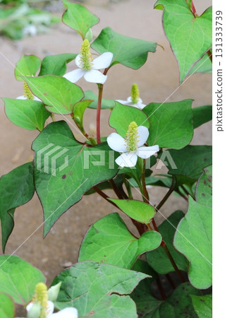 陰涼處盛開的白色魚腥草花(垂直) 陰涼處盛開的白色魚腥草花(垂直) 131333739