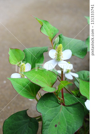 陰涼處盛開的白色魚腥草花(垂直) 陰涼處盛開的白色魚腥草花(垂直) 131333741