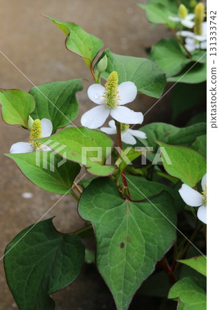 陰涼處盛開的白色魚腥草花(垂直) 陰涼處盛開的白色魚腥草花(垂直) 131333742